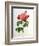 Rosa Gallica Aurelianensis-Pierre-Joseph Redouté-Framed Giclee Print