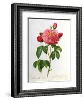 Rosa Gallica Aurelianensis-Pierre-Joseph Redouté-Framed Giclee Print