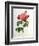 Rosa Gallica Aurelianensis-Pierre-Joseph Redouté-Framed Giclee Print