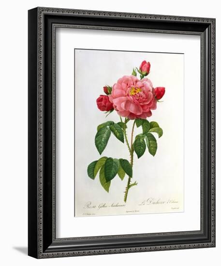 Rosa Gallica Aurelianensis-Pierre-Joseph Redouté-Framed Giclee Print