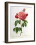 Rosa Gallica Aurelianensis-Pierre-Joseph Redouté-Framed Giclee Print