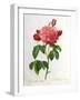 Rosa Gallica Aurelianensis-Pierre-Joseph Redouté-Framed Giclee Print