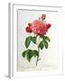 Rosa Gallica Aurelianensis-Pierre-Joseph Redouté-Framed Giclee Print