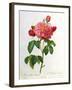 Rosa Gallica Aurelianensis-Pierre-Joseph Redouté-Framed Giclee Print