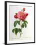 Rosa Gallica Aurelianensis-Pierre-Joseph Redouté-Framed Giclee Print