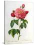 Rosa Gallica Aurelianensis-Pierre-Joseph Redouté-Stretched Canvas