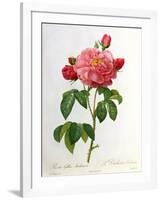 Rosa Gallica Aurelianensis-Pierre-Joseph Redouté-Framed Giclee Print