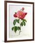 Rosa Gallica Aurelianensis-Pierre-Joseph Redouté-Framed Giclee Print