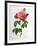 Rosa Gallica Aurelianensis-Pierre-Joseph Redouté-Framed Giclee Print