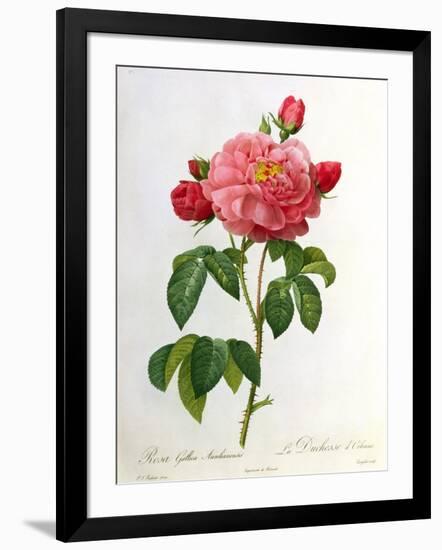 Rosa Gallica Aurelianensis-Pierre-Joseph Redouté-Framed Giclee Print