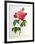 Rosa Gallica Aurelianensis-Pierre-Joseph Redouté-Framed Giclee Print