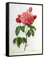 Rosa Gallica Aurelianensis-Pierre-Joseph Redouté-Framed Stretched Canvas