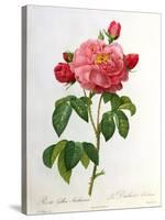 Rosa Gallica Aurelianensis-Pierre-Joseph Redouté-Stretched Canvas