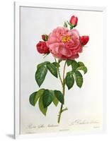 Rosa Gallica Aurelianensis-Pierre-Joseph Redouté-Framed Giclee Print