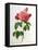 Rosa Gallica Aurelianensis-Pierre-Joseph Redouté-Framed Stretched Canvas