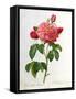 Rosa Gallica Aurelianensis-Pierre-Joseph Redouté-Framed Stretched Canvas