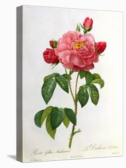 Rosa Gallica Aurelianensis-Pierre-Joseph Redouté-Stretched Canvas