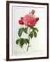 Rosa Gallica Aurelianensis-Pierre-Joseph Redouté-Framed Giclee Print