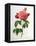 Rosa Gallica Aurelianensis-Pierre-Joseph Redouté-Framed Stretched Canvas