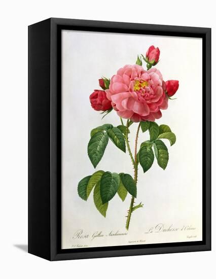 Rosa Gallica Aurelianensis-Pierre-Joseph Redouté-Framed Stretched Canvas