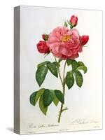 Rosa Gallica Aurelianensis-Pierre-Joseph Redouté-Stretched Canvas