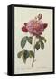 Rosa Gallica Aureliansis - La Duchesse D'Orleans. from 'Les Roses'-P.J. and C.A. Redoute and Thory-Framed Stretched Canvas