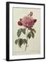 Rosa Gallica Aureliansis - La Duchesse D'Orleans. from 'Les Roses'-P.J. and C.A. Redoute and Thory-Framed Giclee Print