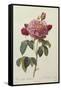 Rosa Gallica Aureliansis - La Duchesse D'Orleans. from 'Les Roses'-P.J. and C.A. Redoute and Thory-Framed Stretched Canvas