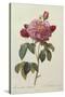 Rosa Gallica Aureliansis - La Duchesse D'Orleans. from 'Les Roses'-P.J. and C.A. Redoute and Thory-Stretched Canvas