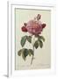 Rosa Gallica Aureliansis - La Duchesse D'Orleans. from 'Les Roses'-P.J. and C.A. Redoute and Thory-Framed Giclee Print