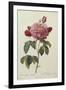 Rosa Gallica Aureliansis - La Duchesse D'Orleans. from 'Les Roses'-P.J. and C.A. Redoute and Thory-Framed Giclee Print