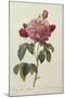 Rosa Gallica Aureliansis - La Duchesse D'Orleans. from 'Les Roses'-P.J. and C.A. Redoute and Thory-Mounted Giclee Print