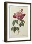 Rosa Gallica Aureliansis - La Duchesse D'Orleans. from 'Les Roses'-P.J. and C.A. Redoute and Thory-Framed Giclee Print