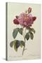 Rosa Gallica Aureliansis - La Duchesse D'Orleans. from 'Les Roses'-P.J. and C.A. Redoute and Thory-Stretched Canvas