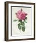 Rosa Gallica Flore Giganteo-Pierre-Joseph Redouté-Framed Giclee Print