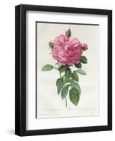 Rosa Gallica Flore Giganteo-Pierre-Joseph Redouté-Framed Giclee Print