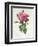 Rosa Gallica Flore Giganteo-Pierre-Joseph Redouté-Framed Giclee Print