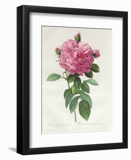 Rosa Gallica Flore Giganteo-Pierre-Joseph Redouté-Framed Giclee Print