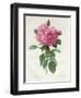 Rosa Gallica Flore Giganteo-Pierre-Joseph Redouté-Framed Giclee Print