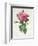 Rosa Gallica Flore Giganteo-Pierre-Joseph Redouté-Framed Giclee Print