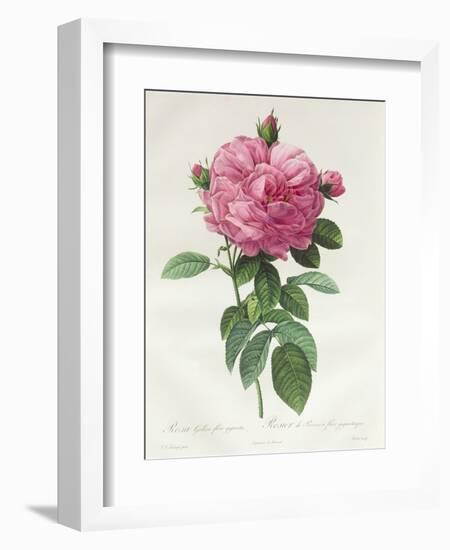 Rosa Gallica Flore Giganteo-Pierre-Joseph Redouté-Framed Giclee Print