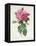 Rosa Gallica Flore Giganteo-Pierre-Joseph Redouté-Framed Stretched Canvas