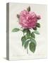 Rosa Gallica Flore Giganteo-Pierre-Joseph Redouté-Stretched Canvas