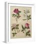 Rosa gallica from the album Gottorfer Codex, c.1650-Hans Simon Holtzbecher-Framed Giclee Print