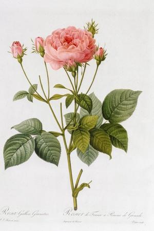 https://imgc.allpostersimages.com/img/posters/rosa-gallica-granatus-from-les-roses-vol-ii-1821_u-L-Q1HHPL60.jpg?artPerspective=n