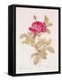 Rosa Gallica Pontiana, from "Les Roses" by Claude Antoine Thory-Pierre-Joseph Redouté-Framed Stretched Canvas