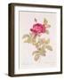 Rosa Gallica Pontiana, from "Les Roses" by Claude Antoine Thory-Pierre-Joseph Redouté-Framed Giclee Print