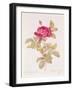 Rosa Gallica Pontiana, from "Les Roses" by Claude Antoine Thory-Pierre-Joseph Redouté-Framed Giclee Print