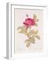 Rosa Gallica Pontiana, from "Les Roses" by Claude Antoine Thory-Pierre-Joseph Redouté-Framed Giclee Print