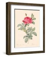 Rosa Gallica Pontiana-Pierre-Joseph Redouté-Framed Giclee Print